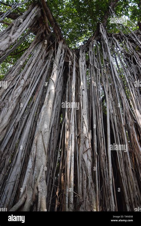 Banyan tree, kerala, india Stock Photo - Alamy