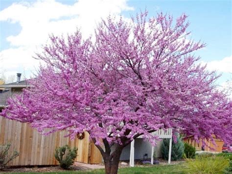 Best Flowering Shade Trees - PlantingTree