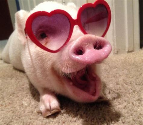 I’m a super star!! | Cute baby pigs, Funny pigs, Funny pig pictures