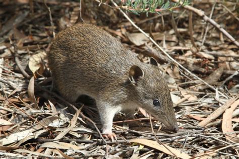 Difference between bandicoot & rat. Update: mystery solved:) | BabyCenter