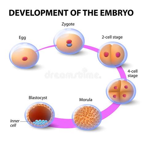 Development of the human embryo. Early human embryonic development. vector diagr , #Affiliate, # ...