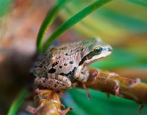 Top 60 Pacific Tree Frog Stock Photos, Pictures, and Images - iStock