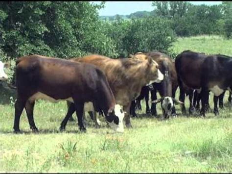 American Brahman Breeders Association Promo Video - YouTube