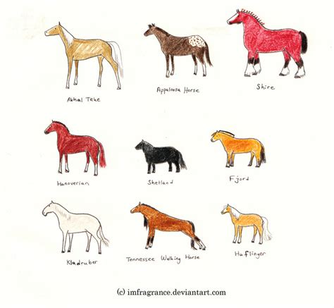 Horse and Pony Breeds 1 by imFragrance on DeviantArt