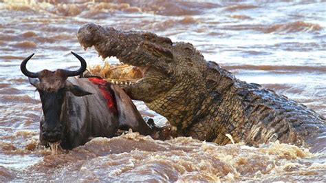 هجمات, الحيوانات, البرية Crocodile Attack On Buffalo | Nile crocodile, Wild animals attack ...