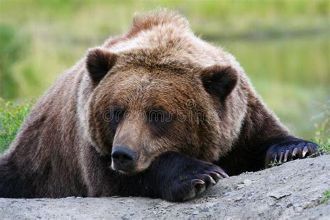 Sleeping Grizzly BEAR stock image. Image of ursus, kodiak - 20555425