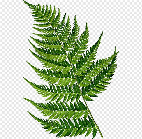 Green leafed illustration, Fern Botanical illustration Botany Drawing ...