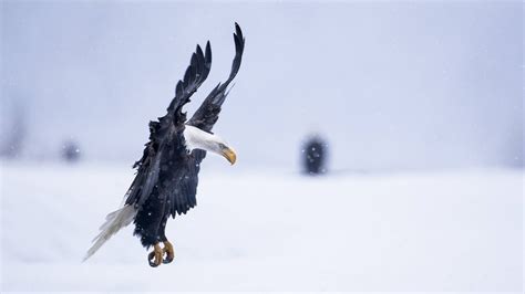 Eagle Alaska 5k 4k wallpaper HD flight winter snow National Geographics ...