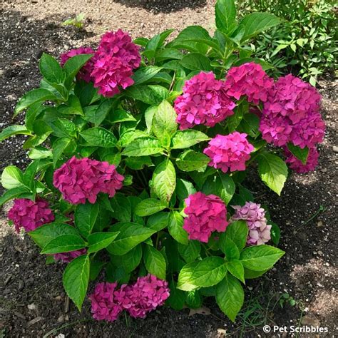 Pia Hydrangea: a pink dwarf hydrangea you'll love! - Garden Sanity by Pet Scribbles