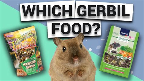 Gerbil Diet: Comparing Gerbil Foods - YouTube