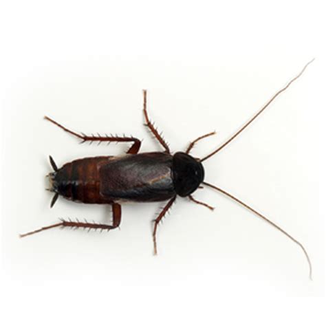 Oriental Cockroach - PelGar Asia Pacific