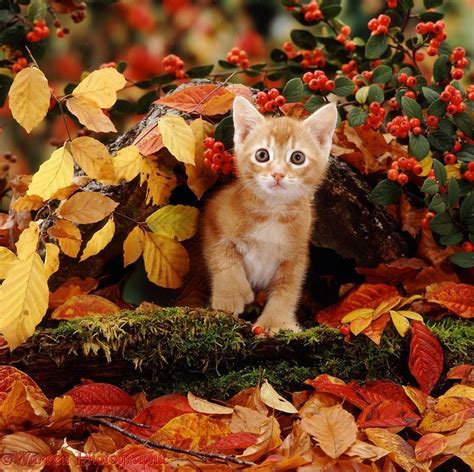 Kitten In Autumn Scenery | Autumn animals, Beautiful cats, Cats and kittens