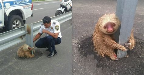 Police Officers Rescue Sloth Trapped in Roadway | Discovery Blog ...