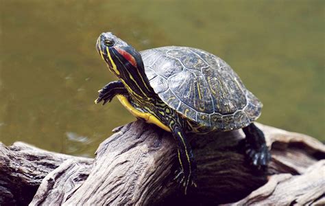 How big do Pond slider turtles get? What do pond sliders eat? - Funny ...