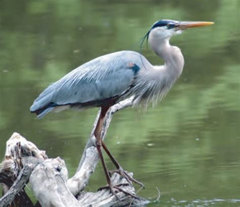 Animal Facts: Great blue heron | Canadian Geographic