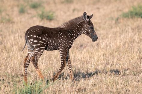 Spot Africa’s Most Famous Spotted Animals - Spotted Animal Names List