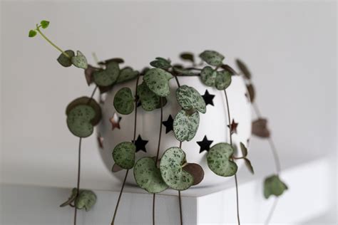 String of Hearts plant - our best care tips