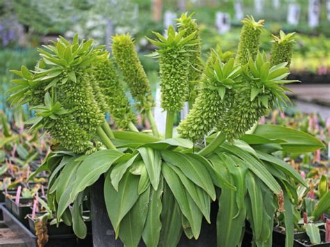 Eucomis autumnalis (Autumn Pineapple Lily) - World of Flowering Plants