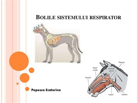 Bolile sistemului respirator la animale