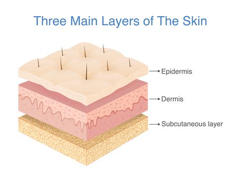 Layers Of The Skin Diagram