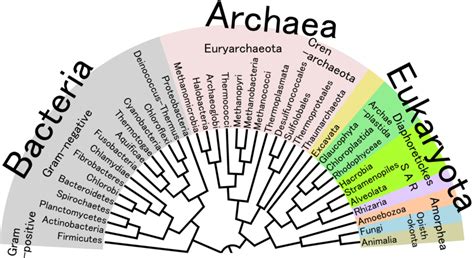 Difference Between Cladogram and Phylogenetic Tree – Pediaa.Com