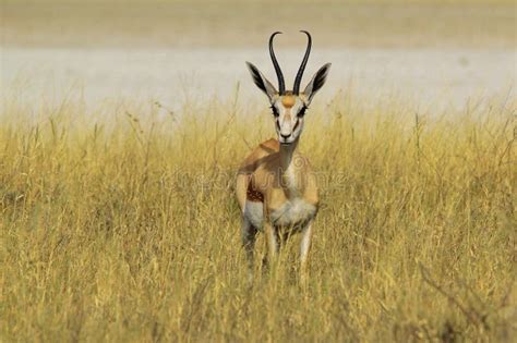 Springbok - Wildlife Background from Africa - Elegant Lines of Nature ...