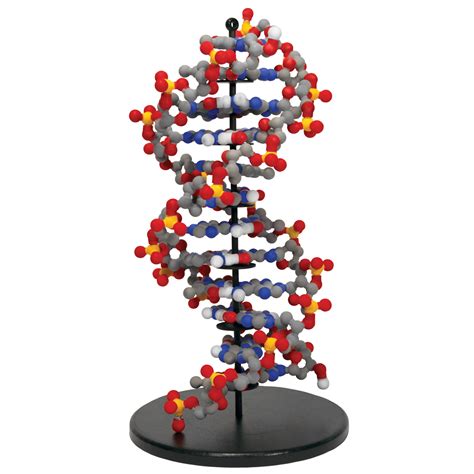 Dynamic DNA Kit© | Carolina Biological Supply