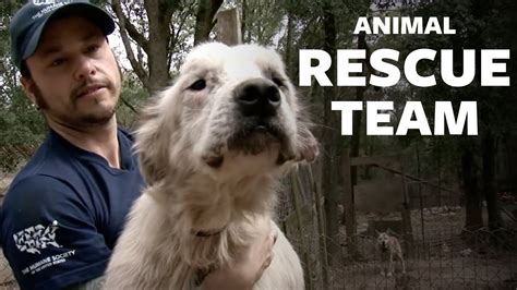 Animal rescue team - leatherpikol