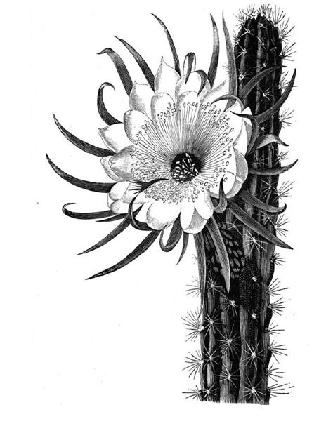 Discover 59+ cactus flower tattoo black and white best - in.cdgdbentre