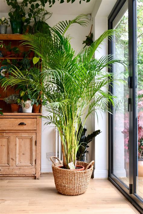 Dypsis lutescens (Areca Palm, Butterfly Palm) | Best indoor plants, Indoor plant gifts, Plants