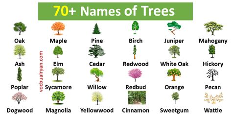 70+ Trees Names in English with Pictures – VocabularyAN