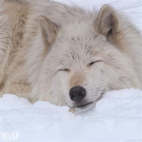 Pin by Angie Kovacs on wolves | Wolf dog, Wolf photos, Arctic wolf