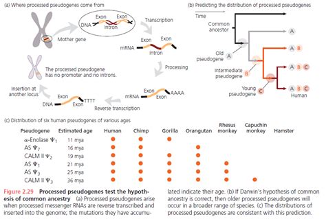 SHARED PSEUDOGENES Friedberg, F, and a R Rhoads. 2000. “Calculation and Verification of the Ages ...