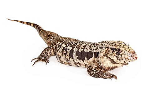 Argentine Black And White Tegu Care | The Ultimate Tegu Care Guide