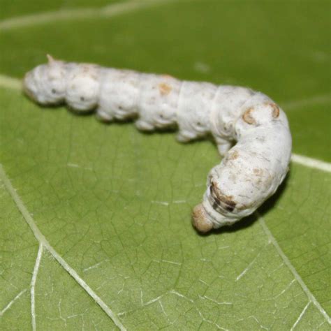 Live Silkworms (bombyx mori) Normal White Silkworm Larvae by Coastal Silkworms™