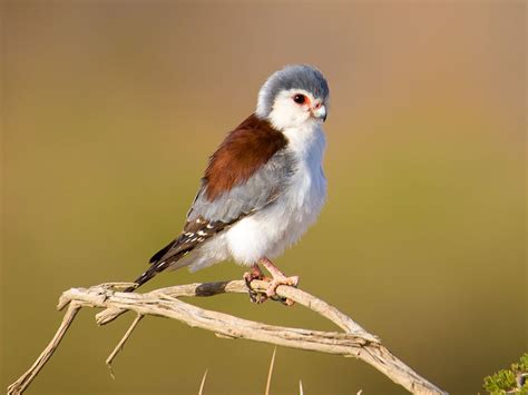 African_Pygmy Falcon also Pygmy Falcon (Polihierax semitorquatus) by ...