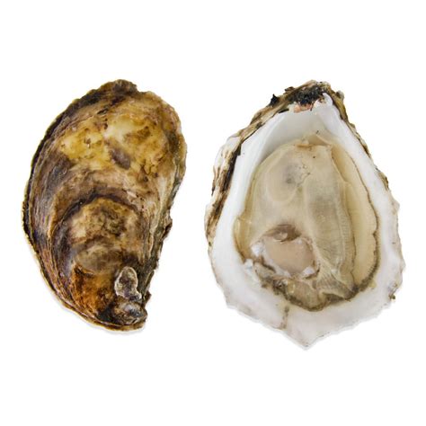 Live Blue Point Oysters in Bulk | Marx Foods