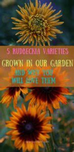 5 Rudbeckia Varieties Grown In Our Garden, and Why You Will Love Them! - Celtic Roots Farm