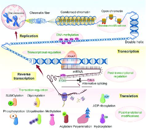 Overview of the Central Dogma of Molecular Biology and Processes ...