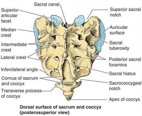 Detailed Sacrum Osteology | Osteology, Human anatomy and physiology, Forensic anthropology