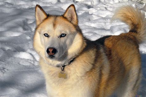 The Siberian Husky | Animals Library