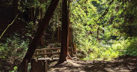 Butano State Park Is A Little-Known Park In Northern California