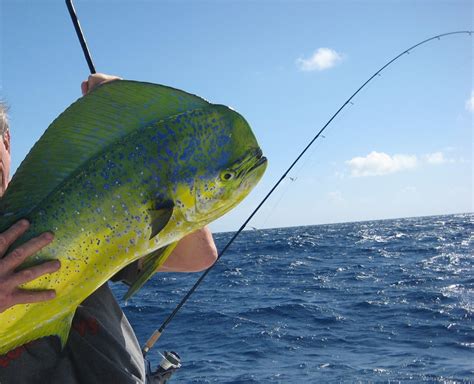 How to Quickly Rig a Ballyhoo Bait for Mahi Mahi - SkyAboveUs