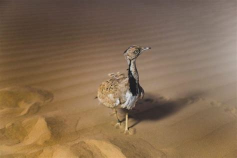 21 Wild Animals in Libya [Wildlife in Libya] - Kevmrc