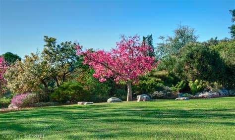 LA County Arboretum & Botanical Gardens | Flickr
