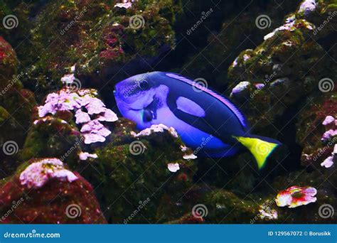 Blue Tang Paracanthurus Hepatus, Also Known As Palette Surgeonfish, Regal Tang in Their Habitat ...