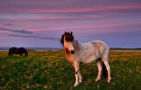 Sunset Horse In A Field - pic-dink