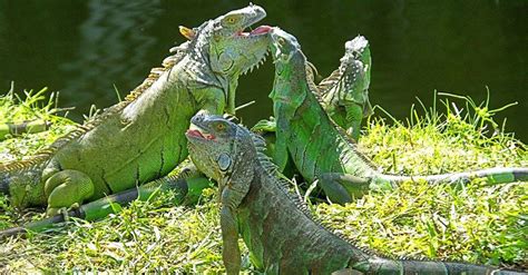 See What This Florida Woman Does When Dozens of Iguanas Invaded Her ...