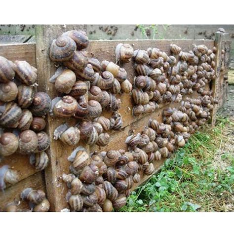 Challenges In Snail Farming For Every Snail Farmer - Aqua4Nations