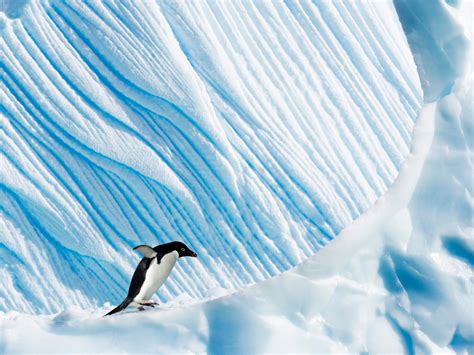 Penguin Poop, Seen From Space, Tells Our Climate Story | WIRED